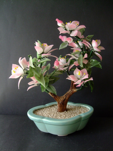 Baum bonsai jade stein - baum,