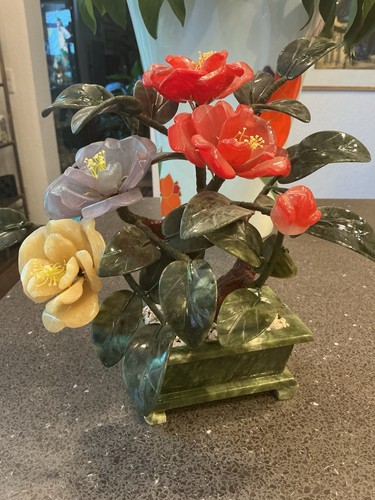 Jadebaum edelsteinbaum bonsai - edelsteinbaum,