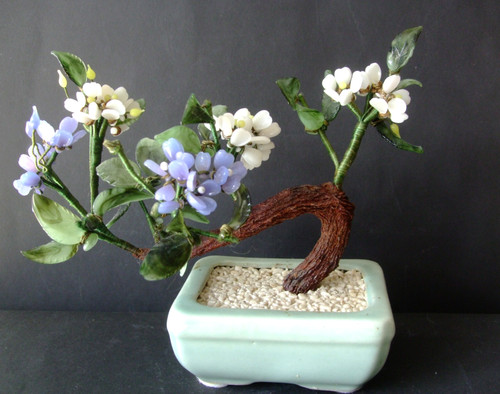 Baum bonsai jade - bonsai,