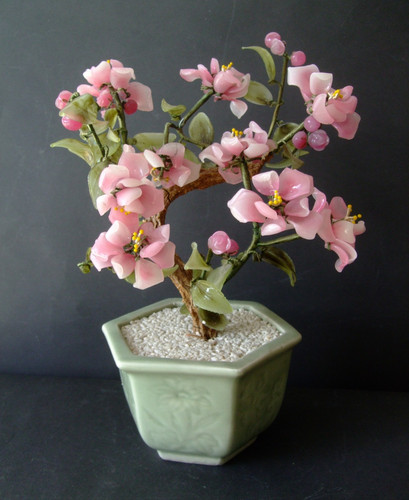 Baum bonsai jade - baum,